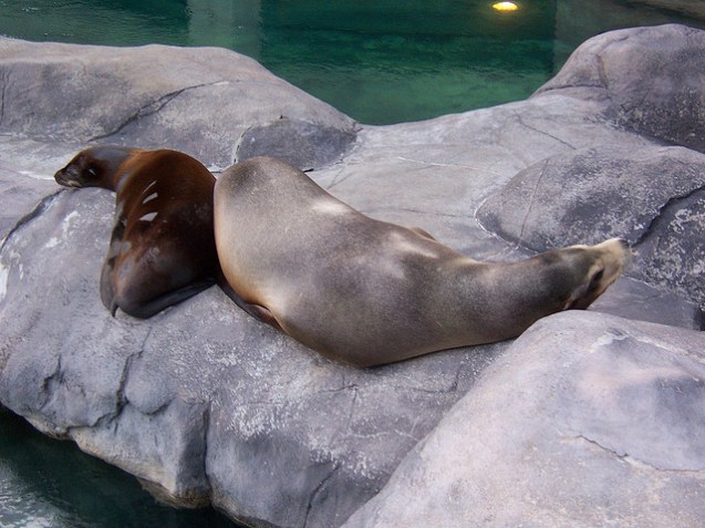 Seneca Park Zoo sea lions