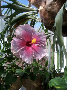 Lamberton Conservatory, Highland Park