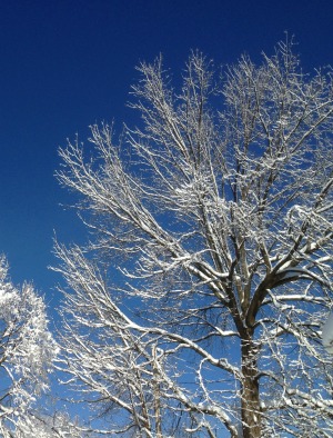 Snow trees