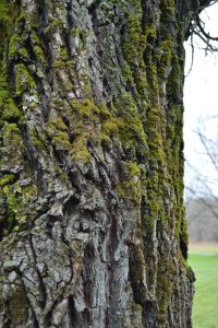 24728316881_53fb157c09_k