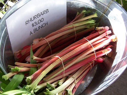 rhubarb at public market